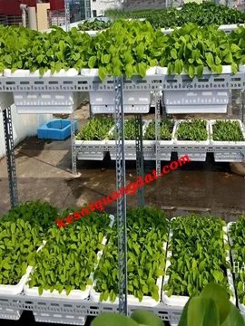 Kệ Trưng bày Sản Phẩm : 03